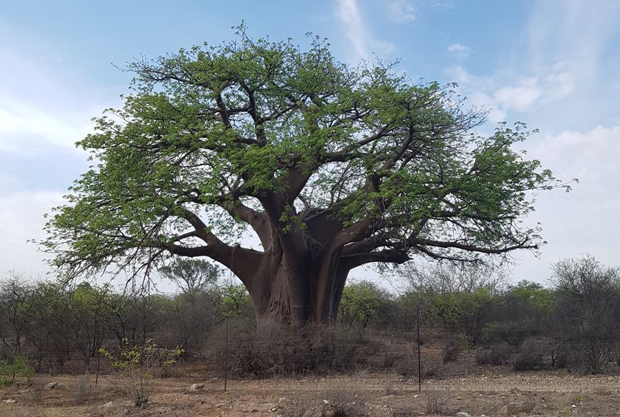 Musina baobab